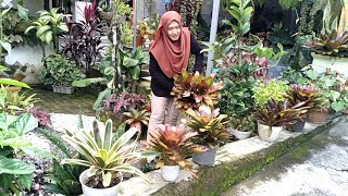 Cara Kami Memperbanyak Tanaman Bromelia