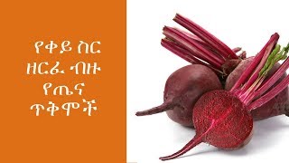 ETHIOPIA : የቀይ ስር ዘርፈ ብዙ የጤና ጥቅሞች ( health benefits of beet root )