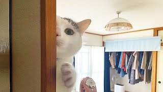 カメラに向かって猫パンチしてくるマロ猫が可愛すぎる件