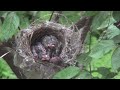 鳥さんの子育て　生後８日目①