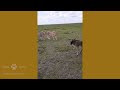 baby wildebeest challenges lionesses