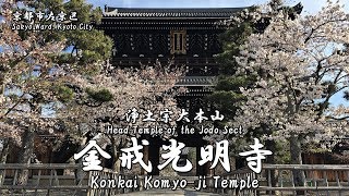 金戒光明寺の境内と山門の桜（京都市左京区）:Konkai Komyo-ji Temple (Sakyo Ward, Kyoto, Japan)