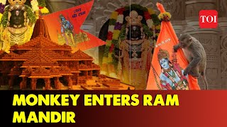 Monkey enters Ram Mandir: Temple Trust says 'Hanuman Ji himself..' visited Ayodhya to Meet Ram Lalla