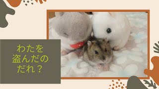 🐹わたわた怪事件🐹ハムスター🐹日記🐹記録🐹#shorts