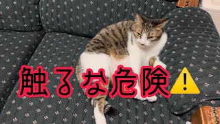 お腹を触ると噛みつく激おこ猫〜猫中毒末期患者〜