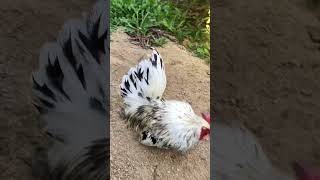 走ってくるにわとり　Running roosters #ニワトリ #backyardchickens #youtubeshorts