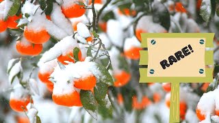 7 Rare Cold Hardy Citrus You Need To Grow!! | Cold Hardy Fruit Trees To Wow!!!