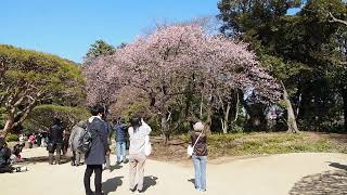 Ohanami Tokyo Shinjuku Gyoen Garden　お花見　東京　新宿御苑　寒桜　2022/2/27 33