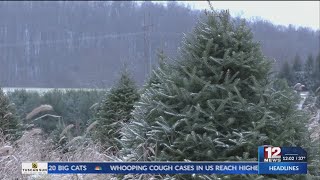 How to give your real Christmas tree a longer lifespan and save it from the landfill