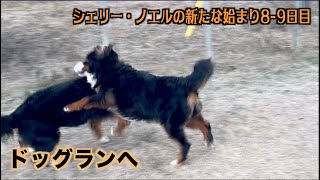 お庭でフリーにできないからドッグランへ【シェリーとノエルの新たな始まり8 -9日目】