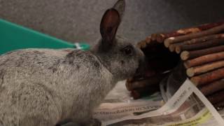 Critter Corner Story - 1001 Donations Telethon