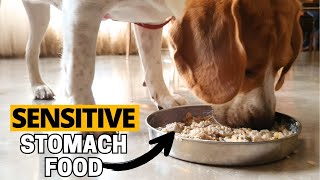 Best Food for Beagles with Sensitive Stomachs