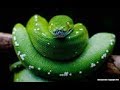Python with Tkinter GUI| How to Insert data from MySQL TO Python using Tkinter