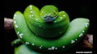 Python with Tkinter GUI| How to Insert data from MySQL TO Python using Tkinter