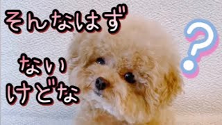 【チワプー】そんなはずないもん