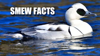 Smew Facts: the BLACK and WHITE DUCK 🦆 Animal Fact Files