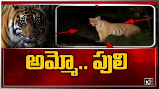 అమ్మో.. పులి | Big Tiger Halchal In Jayashankar Bhupalpally District | 10TV News