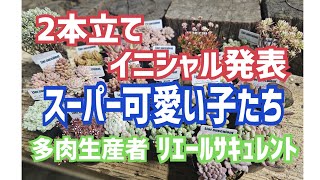 【多肉植物】【直売所】２本だてイニシャル発表\u0026スーパー可愛い❤子達2025年2月24日