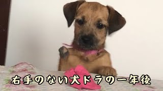 右手が無い保護犬ドラ　一年後こんなに成長しました。