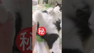 【猫のこむぎ】　#shorts  #イタズラしてみた　#ねこのいる生活 　#ねこ動画　#ねこ