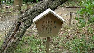 旧川合玉堂別邸（二松庵）庭園　2021.8.2訪問