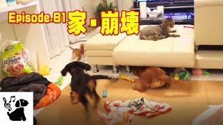 多頭飼いで家崩壊　犬の運動会　キャバリア 81　Cavalier King Charles Spaniel