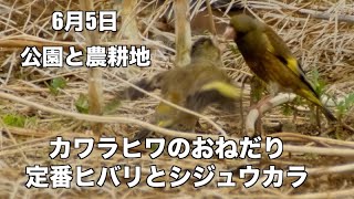 シジュウカラ ヒバリの定番野鳥とおねだりカワラヒワ 舎人公園 矢切の野鳥