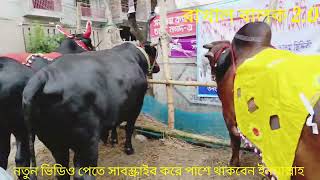 বসিলা হাটের সেরা বড় গরু||#cow#animalfarming#2024#farming#agrofarm#রাখাল#agriculture#cattlefarming