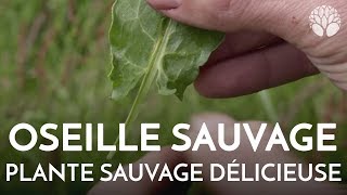 L'oseille sauvage, plante sauvage délicieuse