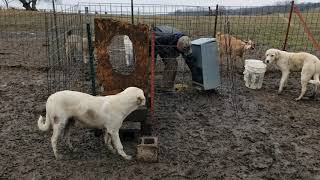 How to teach your LGD to jump into the dog food cage.