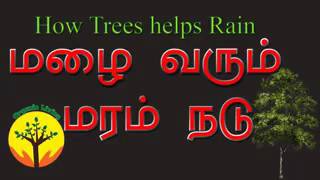 Effects of karuvelam tree