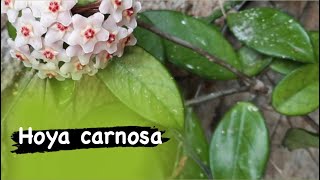 Hoya carnosa -  Mum çiçeğiniz Çiçek açmıyorsa bu yu kaçırmayın ☺️
