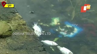 Heavy Water Pollution In The Holy Narendra Pushkarini Kills Many Fishes