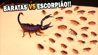 Coloquei 100 Baratas CARNÍVOR4S com FOME VS ESCORPIÃO!! Olha no Que Deu!!