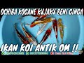 UPDATE HARGA IKAN KOI BLITAR ANTIKAN GRADE A MATSUBA BENI GINGA KUJAKU || DUTA KOI BLITAR