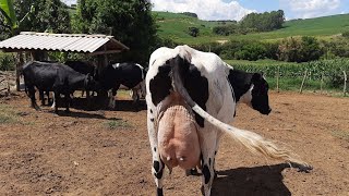 Preço das vacas Leiteiras em Minas Gerais // Vacada  barata produzindo muito leite ...