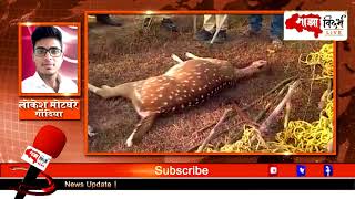 जाळे लावून हरणाची शिकार | Deer Hunters Caught by Forest Department Bhandara