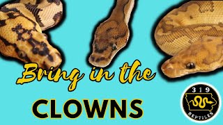 All About The Clown Ball Python Morph #snakevideo