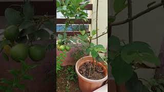 guava in pot# പേര ചട്ടിയിൽ വളർത്താം #guava