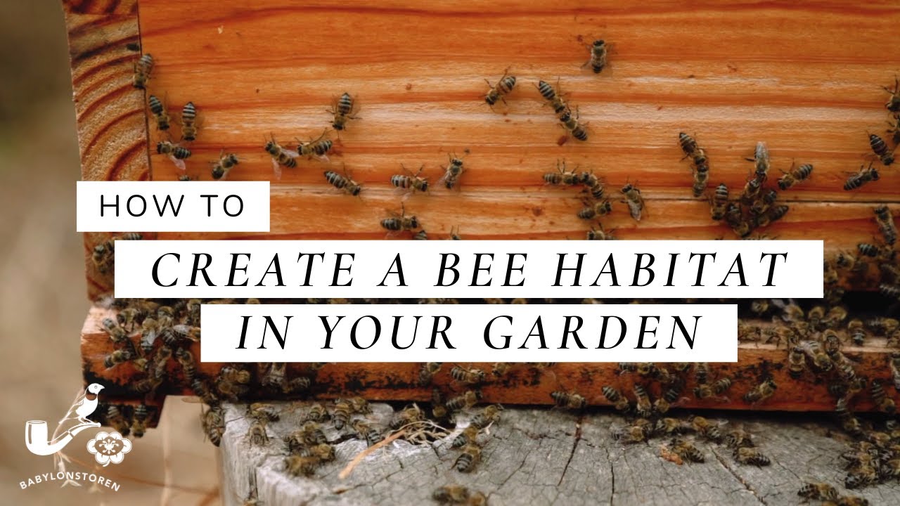 Beekeeping - How To Create A Bee Habitat In Your Garden - YouTube