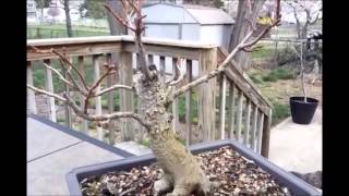 Sweet gum Bonsai