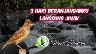 Menjinakkan Burung Branjangan Dengan Teknik Perendaman & Terapi Lapar || Lebih Cepat Jinak