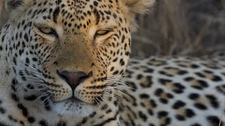 leopard catches kudu female and it’s too big to take into a tree