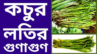 জেনে নিন কচুর লতির পুষ্টিগুণ | কচুর লতি খাওয়ার উপকারিতা | কচুর বহুমুখী উপকারিতা