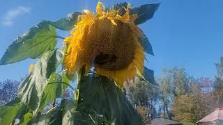 అమెరికాలో అందమైన సంఘం/స్కూల్ గార్డెన్స్. Community/School Gardens in America