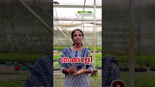 ഹൈബ്രിഡ് പച്ചക്കറി തൈകൾ വാങ്ങാം #gardening #farming #vegetablegarden #shorts