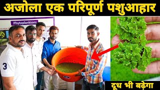 अजोला(अझोला)चारे की खेती कैसे करें? Azolla/Ajola Grass cultivation farming in India