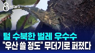 털 수북한 벌레 우수수…\