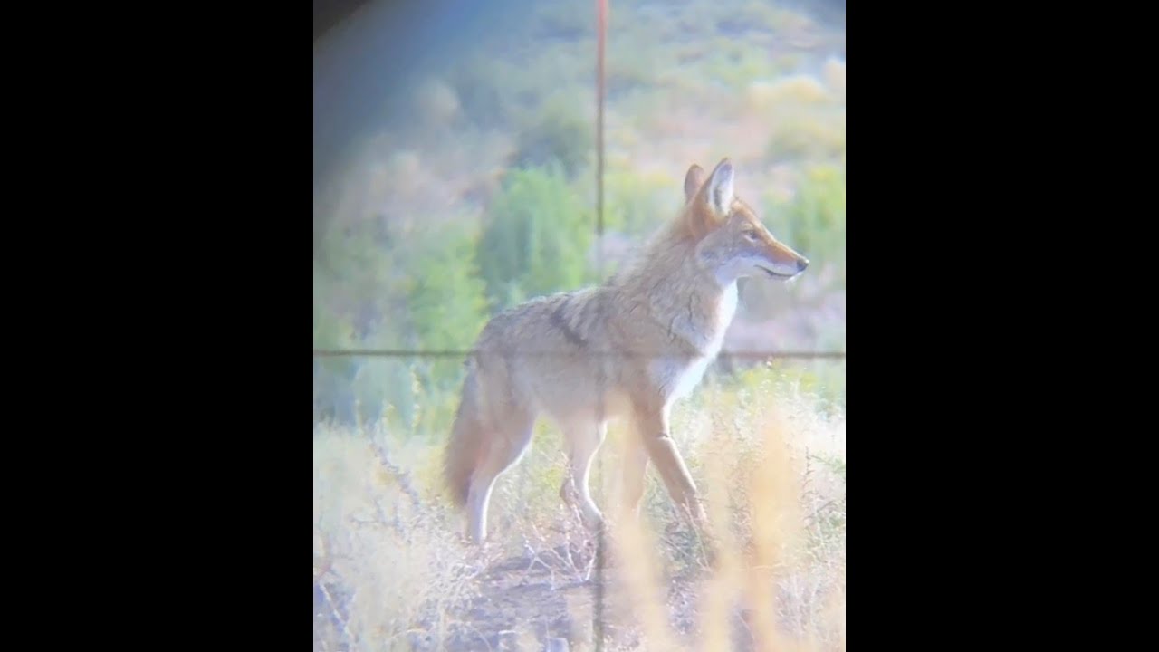 Coyote Hunting Quick And To The Point - YouTube