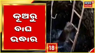 Sambalpur Tiger Rescue: ବଡହିନ୍ଦୋଳ ଘାଟି  ନିକଟ କୂଅରୁ ବାଘ ଉଦ୍ଧାର